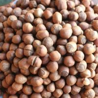 NATUREL HAZELNUTS RAW 13-15mm 14-16mm/Blanched Hazelnuts/ Hazelnuts Inshell & Kernels/ Organic Hazel Nuts 