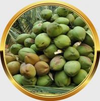 CHEAP PRICE HIGH QUALITY MATURE WHOLE SEMI HUSKED COCONUTS 