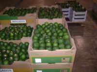 Fresh Avocado / Hass & Fuerte in africa