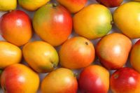 Alphonso Fresh Mangos 