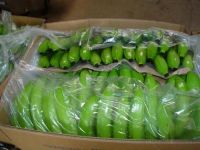 High Quality Fresh Green Cavendish Bananas 