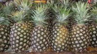 Best Quality Fresh Pineapples At Affordable Prices