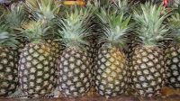 Cayenne Variety Fresh Pineapple 