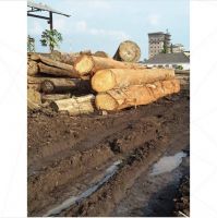 Teak Wood and Tali Wood, Padouk, Pine, Boxwood, Azobe Wood, Timber Logs