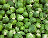 Good quality Brussels sprout seeds with high yield 