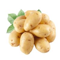 Hot Selling Vegetable Fresh Potato Wholesale Fresh Potatoes 
