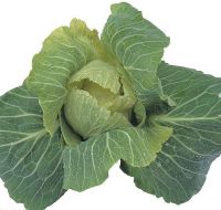 Fresh green round cabbage from new crop