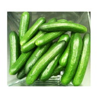 Fresh Cucumber For Sale (Lasuco) Packing: 6-10 Kg /Carton 