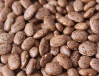 Certified Organic Non-GMO DRKB Rich Protein Dark Red Kidney Beans Prices 