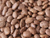 High quality new crop small black kidney beans dry black turtle beans 