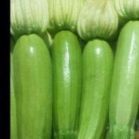 Fresh Zucchini, Fresh Green Zucchini, Fresh squash 