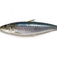 new arrived small size fresh frozen sardine fish for canning 