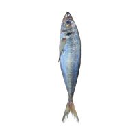 High quality 80-125g/pcs frozen horse mackerel  fish 