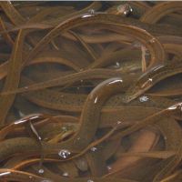 Live and Fresh Sweet water Eel Fish 