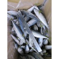 Low price good quality whole round mackerel for human consumption 