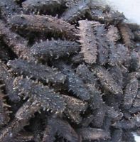 Sea Cucumber Top Quality Wholesale Dried Sea Cucumbers 