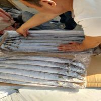 ribbon fish,Frozen Ribbon Fish hairtail,belt fish 