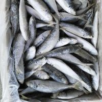 Fresh Frozen BQF IQF Scomber japonicus pacific mackerel fish 
