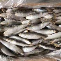 Fresh Frozen BQF IQF sardinops melanostictus sardine fish 