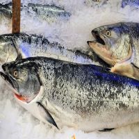 High Quality Fresh / Frozen Atlantic Salmon Fish 