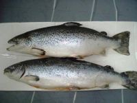 High Grade Salmon Fish/Whole frozen salmon/Salmon Head for sale 