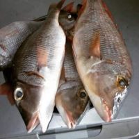 Frozen Whole Red Sea Bream/ Red Snapper Fillet 
