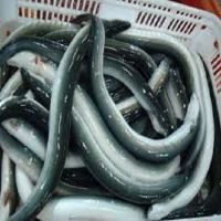 Frozen Ribbon Fish - Ribbon Fish Export