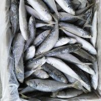 Frozen Fish Mackerel 