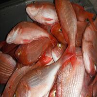 Frozen 150-350g size fresh high quality frozen red snapper sea bream fish whole round 