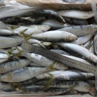 good quality frozen sardine for canning and market with best price 