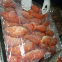 frozen Sea bream 