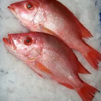 Frozen Red Sea Bream Fish Fillet 