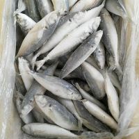 New Season Frozen Pacific Mackerel 300-500g 