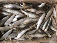 BQF HGT WR Market Grade Price Frozen Sardine Fish 