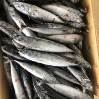 best price frozen tuna fish bonito 