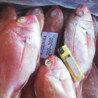 Frozen Whole Red Sea Bream/ Red Snapper Fillet 