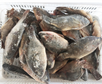 Frozen Style and Sea Bass Variety frozen tilapia fish 