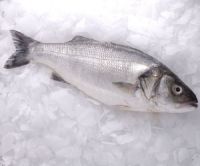 Sea Bass Whole Sea Foods Frozen Fish 