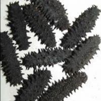 DRIED SEA CUCUMBERS 100% NATURAL AT WHOLESALE PRICE 