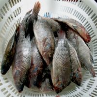 Sea Bass Variety And Fish Product Type Frozen Tilapia Fish 