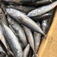 Frozen Loin Yellow Fin Tuna Fish at Reasonable Price 