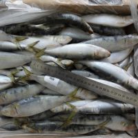 BQF Whole round Sardine Fish and whole round sardines 