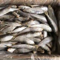 fresh sardine frozen 8 - 10 / KG for sale sardine 