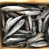 Bait Mackerel Fish,Seafrozen Pacific Mackerel for Tuna Bait,Scomber Japonicus IQF for Baiting 