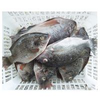 Whole Sale & Hot Sale Frozen Horse Mackerel, Salmon, Ribbon Fish ,Eel, Sea Bass Globefish & Tuna Fish 