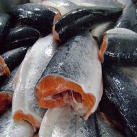 Ice Cold Frozen Salmon Fish, Atlantic Frozen Salmon and Horse Mackerel Fish 