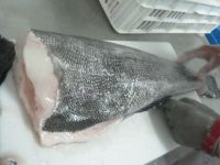 Whole Sale Frozen Horse Mackerel,Salmon , Ribbon Fish ,Eel ,Sea Bass Globefish and Tuna Fish 