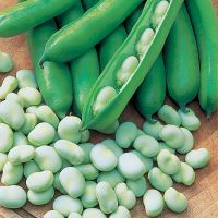 IQF Frozen fresh green broad bean fava bean 