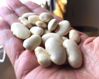 Dried Butter Beans / Lima Beans 