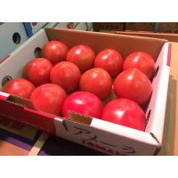 delicious fresh tomato export at good price 
